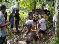 
      
      Female rhino calf rescued from fringe area of Kaziranga...
      
      