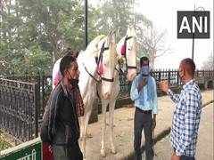 
      
      Shimla's horse owners hit hard by lack of tourists amid pandemic
      
      