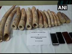 
      
      Three held with 19 kg elephant tusks in Odisha's Keonjhar
      
      