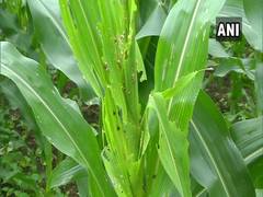 
      
      Farmers in Shivamogga face crop damage due to fall armyworms
      
      