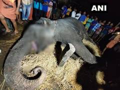 
      
      Karnataka: 62-year-old elephant dies in Udupi district
      
      