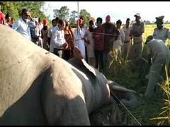 
      
      UP: Wild tusker found dead under suspicious circumstances
      
      