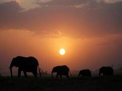 
      
      Odisha to build world-class veterinary hospital in Chandka...
      
      