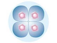 
      
      Researchers create embryo stem cells from skin cells
      
      