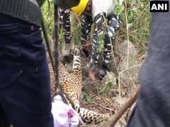 
      
      Trapped leopard rescued by forest officials in Dharamshala
      
      
