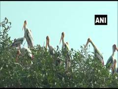 
      
      Over 20,000 exotic migratory birds arrive in Odisha's Paradeep
      
      