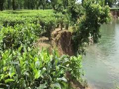 
      
      Tea planters in Dooars region facing extreme challenges due...
      
      