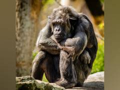 
      
      Researchers uncover subspecies of chimpanzees despite...
      
      