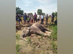 
      
      Elephant found dead in Assam's Goalpara district
      
      
