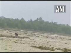 
      
      Uttarakhand rains: Elephant stuck on island in raging Gaula...
      
      