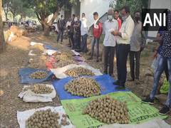 
      
      Sapodilla auction commences at Amalsad in Gujarat's Navsari
      
      