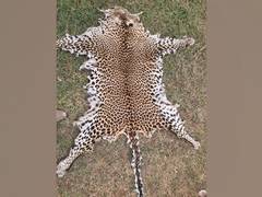 
      
      Odisha STF arrests 2 persons with leopard skin in Boudh forest
      
      