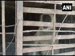 
      
      2 monkeys involved in killing of over 250 dogs captured in...
      
      