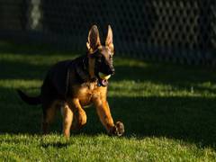 
      
      US President Biden adds new puppy 'Commander' to family
      
      