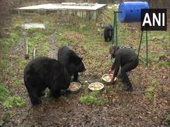 
      
      J-K: Himalayan black bears get special diet during winters
      
      