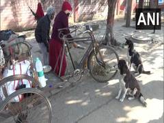 
      
      Tibetan nun feeds stray dogs in Bihar's Gaya since first...
      
      