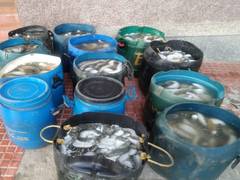 
      
      Two held with sea cucumbers in Rameswaram
      
      