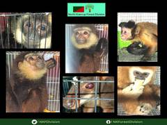 
      
      Assam forest officials rescue 'exotic' monkeys, wallaby
      
      