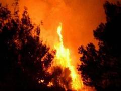 
      
      Over 500 firefighters battle wildfire to protect iconic trees 
      
      
