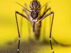 
      
      Pakistan: Punjab's Rawalpindi becomes hotspot for Dengue 
      
      