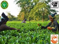 
      
      India's tea exports declined over 20 pc in past 5 years
      
      