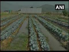 
      
      Rajasthan govt waives off short-term agricultural farm loans...
      
      