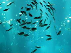 
      
      Early-arriving endangered Chinook salmon take brunt of sea...
      
      