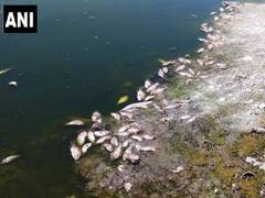 
      
      Tamil Nadu: Heat wave results in dead fishes in Chinthamani Lake
      
      