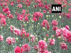 
      
      Lockdown hits horticulturists hard in Himachal Pradesh
      
      