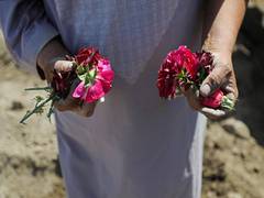 
      
      Flower sales decline in Kabul amid widespread poverty
      
      