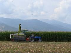 
      
      Global food prices rise at rapid pace: FAO
      
      