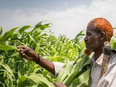 
      
      Global food prices rise in August on firm demand: FAO
      
      