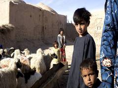 
      
      Act now to stamp out child labour by 2025: FAO chief
      
      