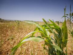 
      
      Global food prices fall for first time in 12 months: FAO
      
      