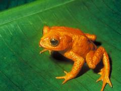 
      
      Climate change causing infectious diseases in UK frogs
      
      