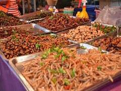 
      
      Can lab-grown insect meat be a future food? 
      
      