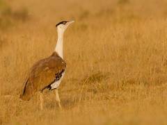 
      
      Gandhinagar declaration adopted for conservation of...
      
      
