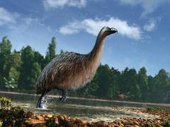 
      
      DNA provides unique insights of moa and climate change: Study
      
      