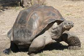 
      
      Climate change may affect giant tortoise's ability to migrate
      
      