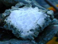 
      
      Microscopic organisms discovered in 'flammable ice'
      
      