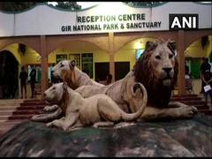 
      
      Gir national park reopens for tourists from today  
      
      