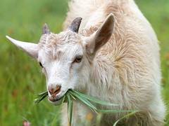 
      
      Ludhiana: Price rise affects goat market ahead of Bakrid
      
      