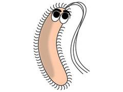 
      
      Good bacteria may prevent food allergy: Study
      
      