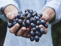 
      
      Eat grapes to kill colon cancer cells: Study
      
      