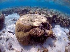 
      
      Australia to challenge UNESCO proposal to list Great Barrier...
      
      