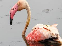 
      
      Injured Greater Flamingo treated, released into the wild by...
      
      