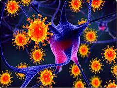 
      
      Hepatitis C transmission from mothers to babies can be...
      
      