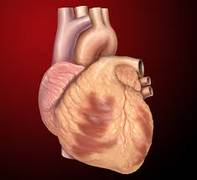 
      
      New study explains why heart failure patients suffer depression
      
      