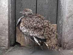 
      
      Gulf leaders to visit Pakistan for houbara hunting
      
      