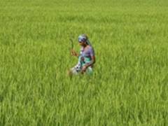 
      
      ICAR issues advisory on harvesting and threshing crops amid...
      
      